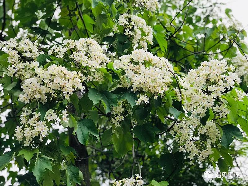 閩侯最美油桐花已盛開(kāi)，看一眼瞬間淪陷！