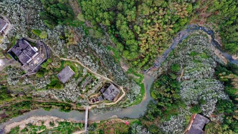 閩侯廷坪“夢幻雪”，落英繽紛盼君來 