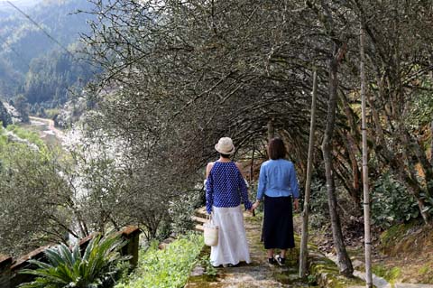 閩侯廷坪“夢幻雪”，落英繽紛盼君來 