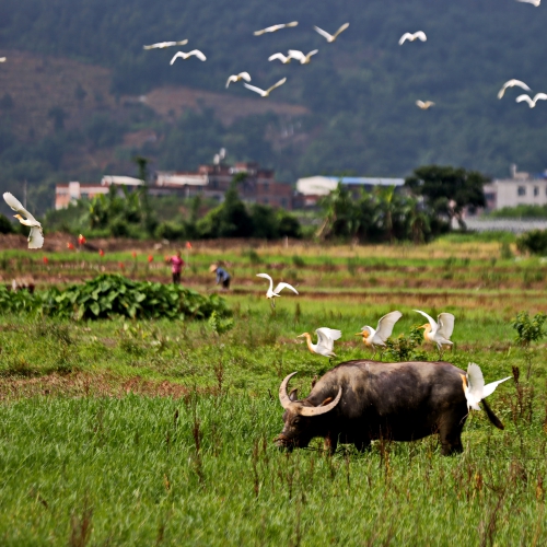 夏種時節(jié)農(nóng)事忙 鷺鳥伴耕田園美