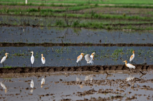 夏種時(shí)節(jié)農(nóng)事忙 鷺鳥(niǎo)伴耕田園美