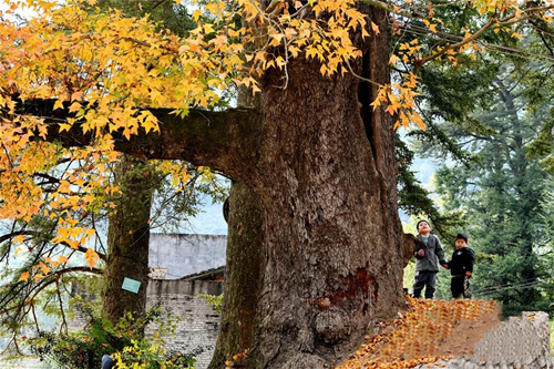 專(zhuān)版報(bào)道！閩侯這個(gè)村，太美了！