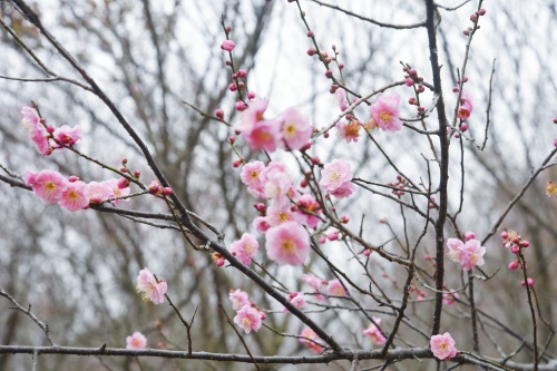 “梅”好限定！閩侯百余畝古梅迎來(lái)觀(guān)賞期