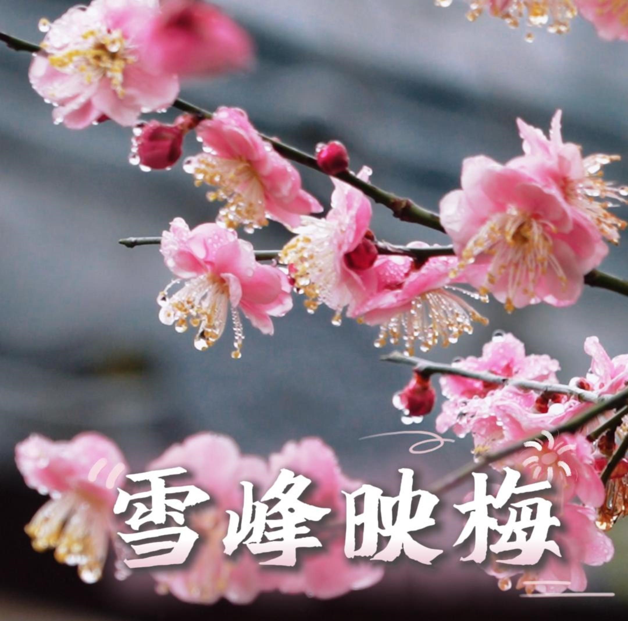 看閩侯丨雪峰映梅，閩侯這里的梅花開(kāi)了！