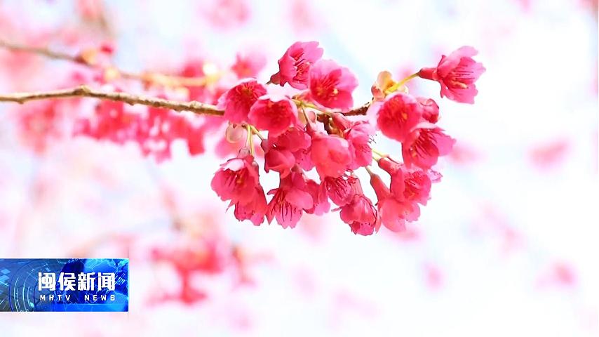 2026年2月4日閩侯新聞