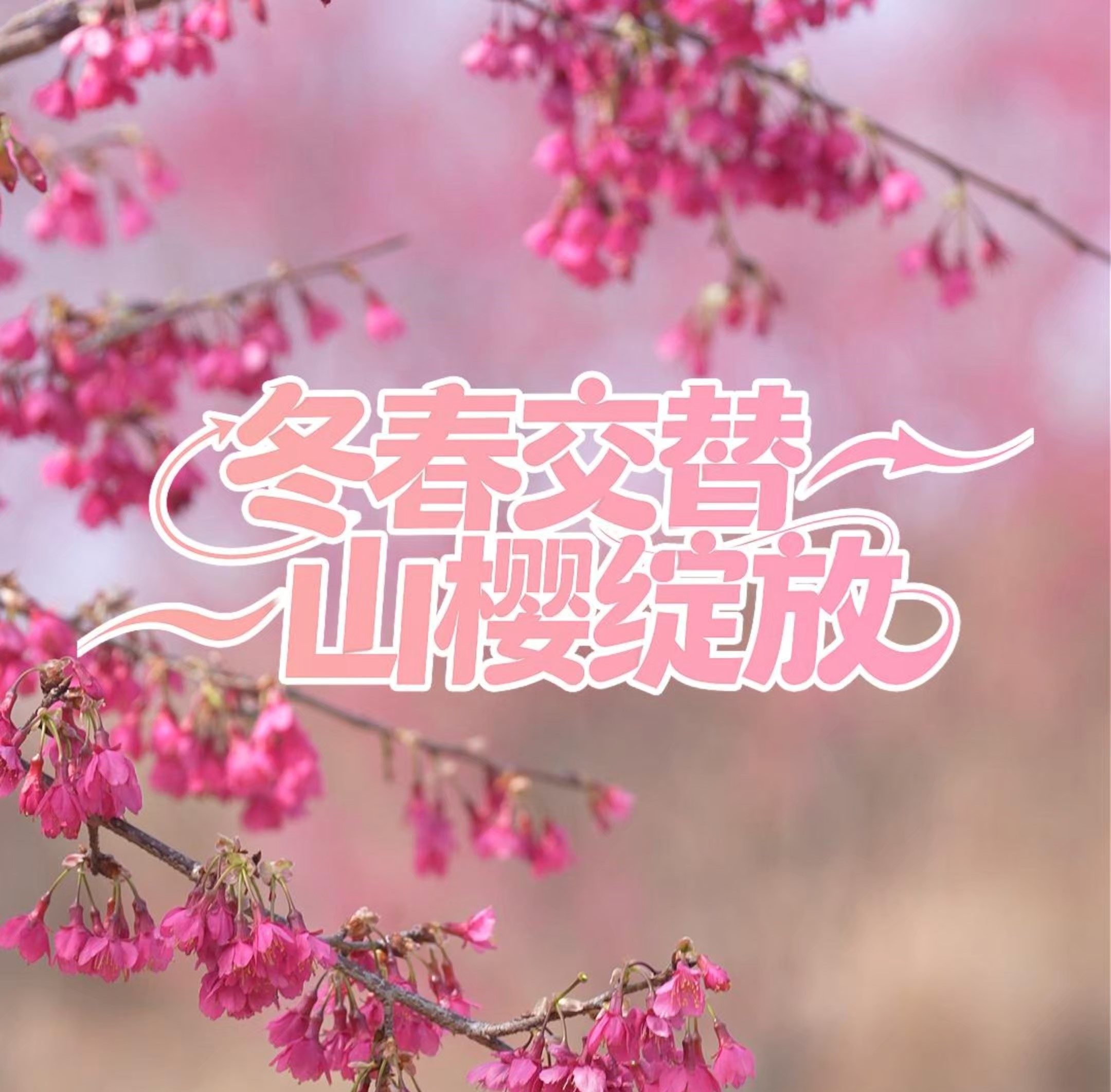 看閩侯丨迎春綻放！大湖鄉(xiāng)新塘村的千畝櫻花開(kāi)了！