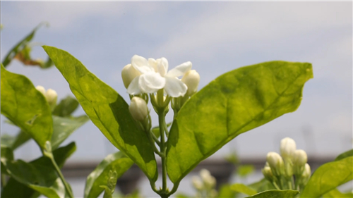 看閩侯丨“市花”開了，蘇洋又“香”了
