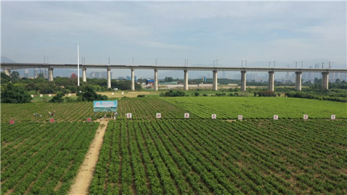 看閩侯丨“市花”開了，蘇洋又“香”了