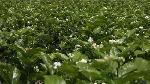 看閩侯丨“市花”開了，蘇洋又“香”了