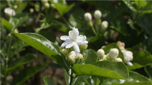 看閩侯丨“市花”開了，蘇洋又“香”了