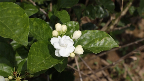 看閩侯丨“市花”開了，蘇洋又“香”了
