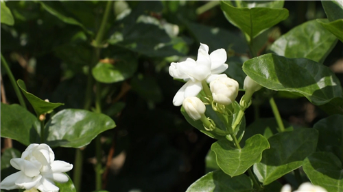 看閩侯丨“市花”開了，蘇洋又“香”了