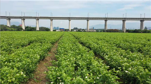 看閩侯丨“市花”開了，蘇洋又“香”了