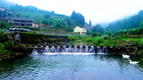 看閩侯丨本季“仙”花，廷坪良地繡球花開了