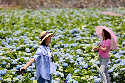 看閩侯丨本季“仙”花，廷坪良地繡球花開了