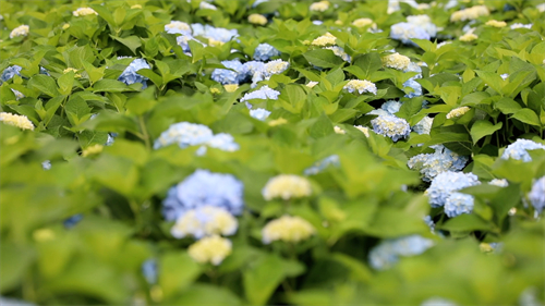 看閩侯丨本季“仙”花，廷坪良地繡球花開了