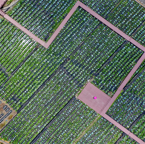 看閩侯丨本季“仙”花，廷坪良地繡球花開了