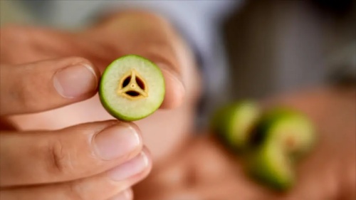 香飄國際！閩侯“小青果”太爭氣！